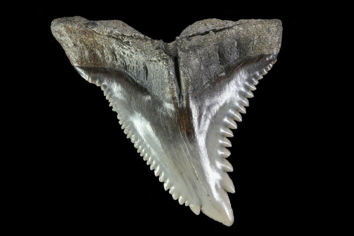 Beautiful, Fossil Hemipristis Tooth - Georgia #74775